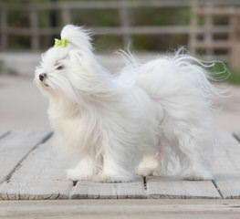 Designer Mi-Ki Maltese Malti Poos - Dog and Puppy Pictures