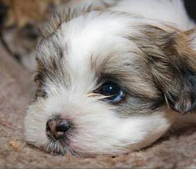 Puppies Availible Now! Akc, Aca,Apr Yorkies, Maltese, Chihuahus, And More - Dog Breeders