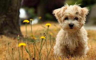 Cherub Maltese - Dog Breeders