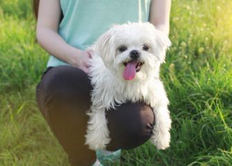 Maltese Puppy And Shih Tzu Need A Good Home - Dog Breeders