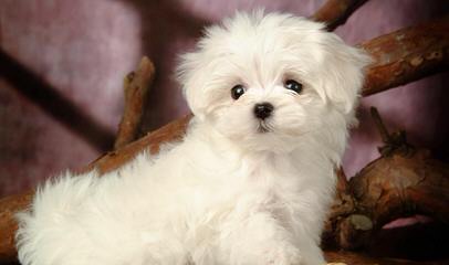 Maltese - Dog and Puppy Pictures