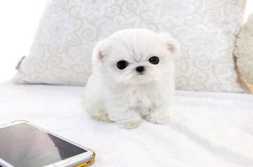 MyCarboncopy Maltese - Dog and Puppy Pictures