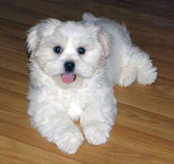 Maltese Puppy And Shih Tzu Need A Good Home - Dog and Puppy Pictures