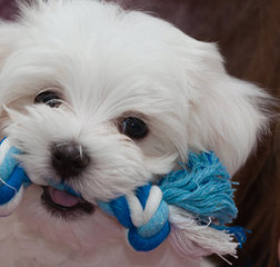 Sunrise Yorkies And Maltese - Dog Breeders