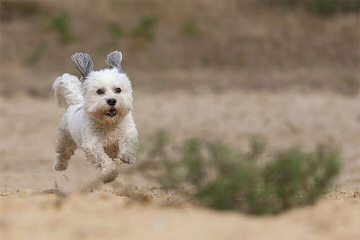 Sweet Angels Maltese - Dog Breeders