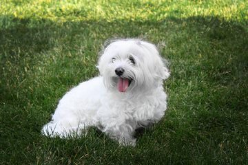 Maltese Angel Babies - Dog and Puppy Pictures