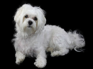 63+ Maltese Havanese