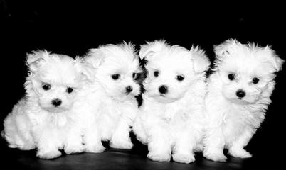 MyCarboncopy Maltese - Dog Breeders