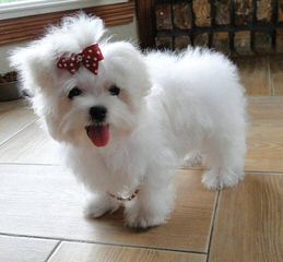 Designer Mi-Ki Maltese Malti Poos - Dog Breeders