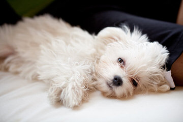 Josymir Maltese - Dog and Puppy Pictures