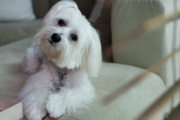 Susen’s Maltese - Dog Breeders