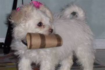 Puppies Availible Now! Akc, Aca,Apr Yorkies, Maltese, Chihuahus, And More - Dog Breeders