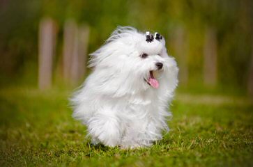 MyCarboncopy Maltese - Dog Breeders