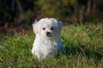 Maltese Toy And Teacups Now Available - Dog Breeders