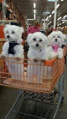 Maltese - Dog Breeders