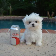 Terrific Maltese Home - Dog Breeders