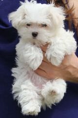 Susen’s Maltese - Dog and Puppy Pictures