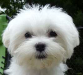 Carboncopy Maltese - Dog and Puppy Pictures