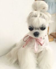 Sweet Angels Maltese - Dog and Puppy Pictures