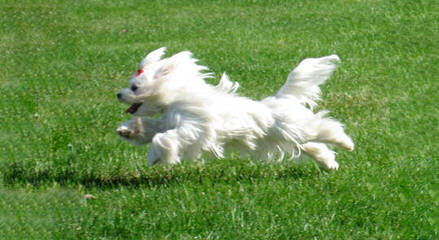 Maltese - Dog and Puppy Pictures