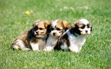 Maltese Puppies Of White Passion - Dog Breeders