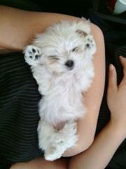 Malti-Pom Puppies - Dog and Puppy Pictures