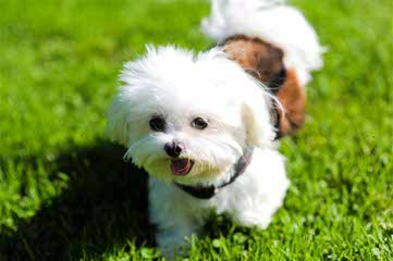 Carboncopy Maltese - Dog Breeders