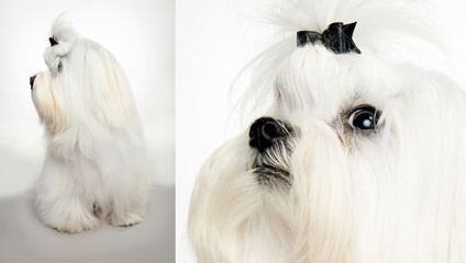 Maltese Puppies Of White Passion - Dog Breeders