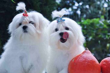 Maltese Puppies - Dog and Puppy Pictures