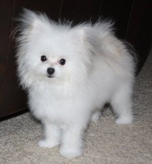 Malti-Pom Puppies - Dog Breeders