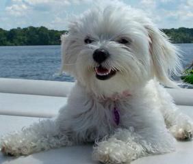 Sunrise Yorkies And Maltese - Dog Breeders