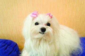 Malti-Poos Toy And Teacups - Dog and Puppy Pictures