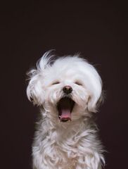 Sweet Angels Maltese - Dog Breeders