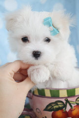 Maltese Puppies For Sale - Dog and Puppy Pictures