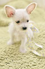 Malti-Poos For Sale - Dog Breeders