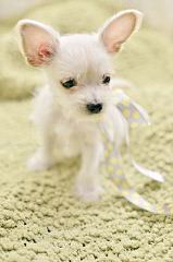 Silver Brook Maltese Puppies - Dog and Puppy Pictures