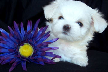 Malti-Poos Toy And Teacups - Dog Breeders