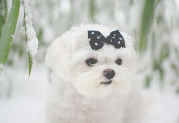 Maltipoo Pups - Dog Breeders