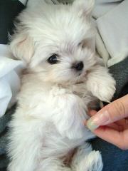 Maltese Puppies For Sale - Dog Breeders