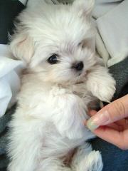 Malti-Pom Puppies - Dog and Puppy Pictures