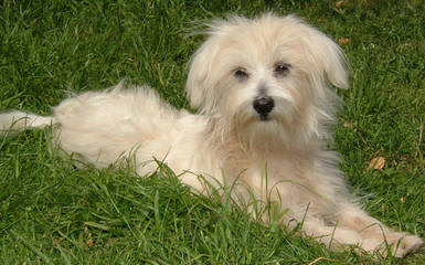 Susen’s Maltese - Dog and Puppy Pictures