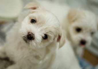 Maltese Puppy And Shih Tzu Need A Good Home - Dog Breeders