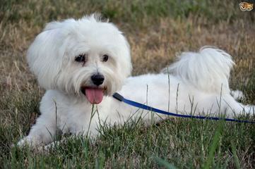 Josymir Maltese - Dog Breeders