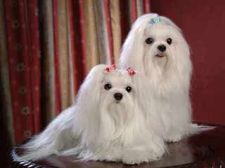 Maltese Puppies For Sale - Dog Breeders