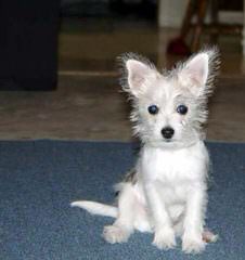 Josymir Maltese - Dog Breeders