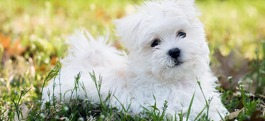 Maltipoo Pups - Dog and Puppy Pictures