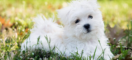 Maltese Puppies - Dog Breeders