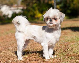 Silver Brook Maltese Puppies - Dog Breeders