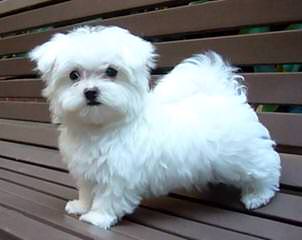 Maltese Puppies For Sale - Dog and Puppy Pictures