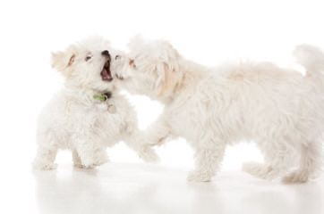 Fancy White Tea-Cup Pomeranian Maltese Babies Available Now - Dog and Puppy Pictures